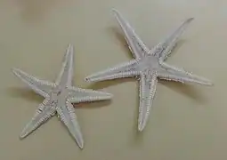Astropecten cingulatus