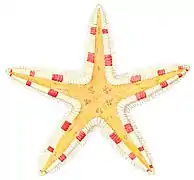 Astropecten pulcherrimus