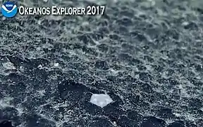 Une Astrophiura sp. observée dans les abysses par l'expédition Okeanos Explorer.