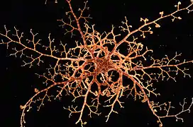 Bras étendus (petit spécimen)