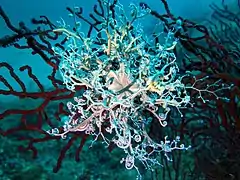 Une gorgonocéphale sur une gorgone pourpre.