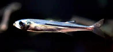Atherina presbyter