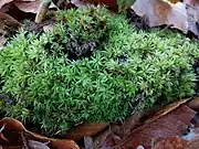 Tapis d'Atrichum undulatum.