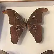 Un attacus caesar naturalisé
