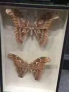 Attacus intermedius au MNHN de Paris