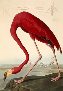 Flamant rosePhoenicopterus ruber