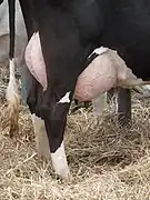 Mamelles d'une vache Holstein.