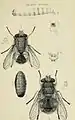 Calliphora augur et Calliphora stygia, 2 espèces australiènes et leur pupe