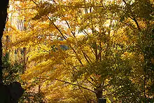 Photo prise à la mi-hauteur d'arbres aux branches traversant des feuillages serrés et abondants constellés de feuilles jaunies.