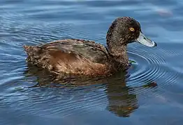 Un fuligule de Nouvelle-Zélande à Hagley Park (Christchurch) (en) en octobre 2020.