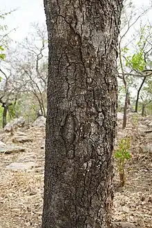 Parkia biglobosa séché