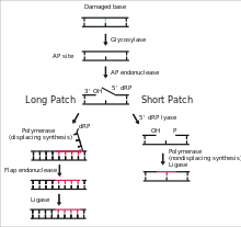 Mécanisme de la Ber