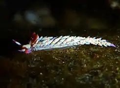 Babakina indopacifica,un Babakinidae