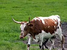 Photo d'un vache de Floride marchant dans une prairie.