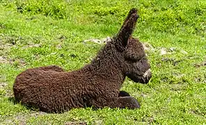 Un ânon du Poitou dans le parc animalier de la lande de Lunebourg, en Allemagne. Juin 2017.