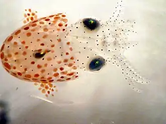 Sepiola atlantica, juvénile.