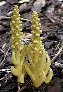 Balanophora latiepala (Balanophoraceae) (plante utilisée comme médicament populaire en Thaïlande)
