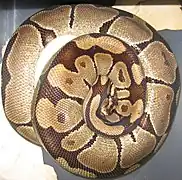 Le Python royal (Python regius).