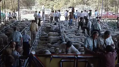 Vente de Poll Dorset, dans le Canterbury en 2006.