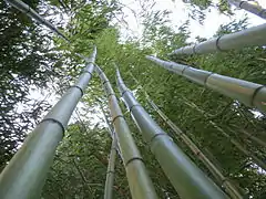 Phyllostachys vivax 'Huanwenzhu'