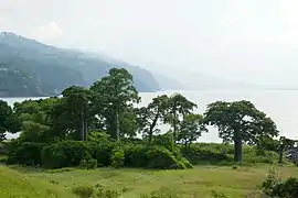 Baobabs à Lagoa Azul.