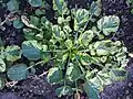 Rosette basale de Barbarea vulgaris 'Variegata’.