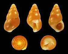 Barleeia unifasciata (Barleeiidae).