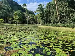 Bassin de nénuphars