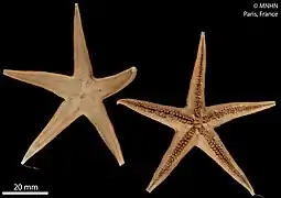 Bathybiaster loripes.