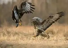 Photographie en couleurs de deux rapaces bruns ailes grandes ouvertes, l'un en vol dominant l'autre décollant du sol.