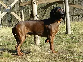 Chien de rouge de Bavière
