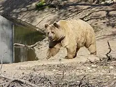 Un des ours bruns présent sur le site.