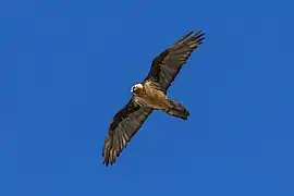 Individu adulte de Gypaetus barbatus barbatus, photographié en Italie.