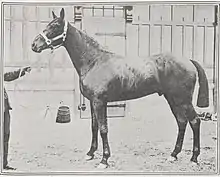 photo en noir et blanc d'un cheval noir présenté en main