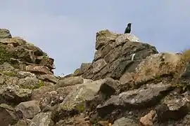 Étourneau sur les ruines du château de Beaumaris, sur l'île d'Anglesey (Royaume-Uni).