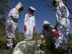 Apiculture au parc national de Souss-Massa.