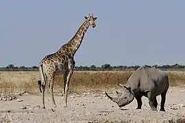 Girafe et rhinocéros.