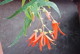 Begonia boliviensis