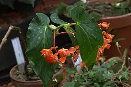 Begonia decora