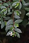 B. foliosa