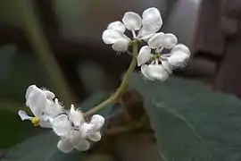 Inflorescence en boutons