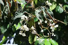 Détail d'un spécimen cultivé