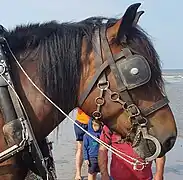 Vue de profil, sujet bai.