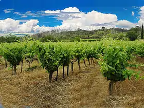 Image illustrative de l’article Clairette-de-bellegarde