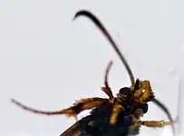 Tête vue de dessous