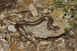 Le seps strié (Chalcides striatus)