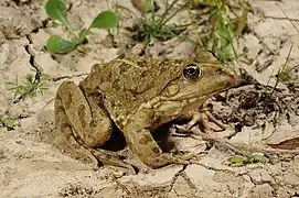 Pelophylax kl. grafi(P. perezi × P. ridibundus).