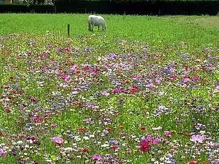 Jachère fleurie.