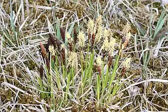 Laîche des montagnes.