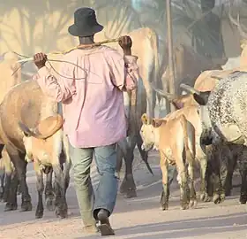 Image illustrative de l’article Élevage en Guinée